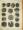 Probable dispersed spores of Cretaceous Equisetites