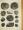 Westphalian D Megaspores from the Forest of Dean Coalfield, England