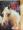 The Complete Guide to Horse & Pony Care