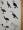 A Field Guide to the Birds of West Africa