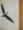 Jonathan, a sirály/Jonathan Livingstone Seagull