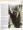 Mammals: Primates Insect-Eaters and Baleen Whales