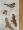 Eastern Birds