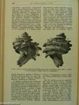 Természettudományi Közlöny 1936. január-december/Pótfüzetek a Természettudományi Közlönyhöz 1936. január-december