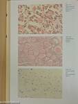 Histologie