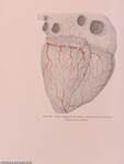 Anatomie und Pathologie der Gefässversorgung des Herzens