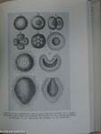 Haeckel és Virchow