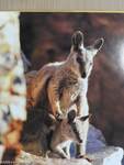 Australia's spectacular Wildlife