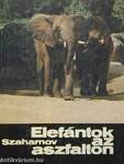 Elefántok az aszfalton