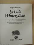 Igel als Wintergäste