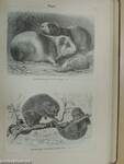 Bilder-Atlas zur Zoologie der Säugetiere (gótbetűs)