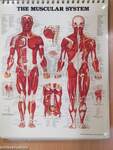 The Anatomical Chart Series