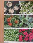 Prenor Kertészeti és Parképítő Vállalat díszfaiskolai árjegyzéke