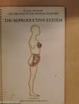 The Reproductive System