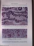 Pathologie und Klinik der Cytomegalie