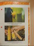 Kukorica és cirok fajtaajánlat 2003-2004