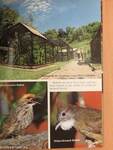 Singapore's Fabulous Jurong BirdPark