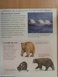 Les Ours Polaires