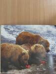 Bears of Alaska