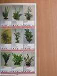 Potplanten/Pot Plants/Topfpflanzen/Plantes en pot/Piante da vaso/Planta en particular 1989/90
