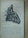 Anatomischer Atlas für studierende und Ärzte V.