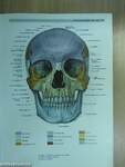 Sobotta - Az ember anatómiájának atlasza I. (töredék)