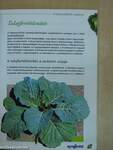 Zöldség technológiai füzet