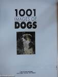 1001 images of dogs