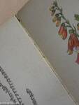 Das kleine Blumenbuch (gótbetűs)
