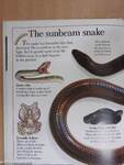 Amazing Snakes