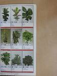 Potplanten/Pot Plants/Topfpflanzen/Plantes en pot/Piante da vaso/Planta en particular 1991/92