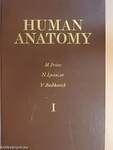 Human anatomy 1.