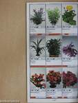 Potplanten/Pot Plants/Topfpflanzen/Plantes de pot/Piante de vaso/Planta en particular 1993/94