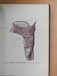 Rauber's Lehrbuch der Anatomie des Menschen Abteilung 4. (töredék)