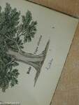 Das kleine Baumbuch (gótbetűs)