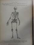Rauber's Lehrbuch der Anatomie des Menschen Abteilung 2. (töredék)
