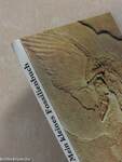 Mein kleines Fossilienbuch