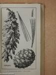 Taschenbuch der Heimischen Bäume und Sträucher