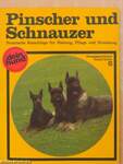 Pinscher und Schnauzer