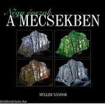 Négy évszak a Mecsekben