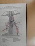 Röntgendiagnostik des Herzens und der Grossen Gefässe