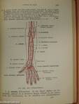Taschenbuch der Anatomie II. (töredék)