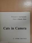 Cats in Camera