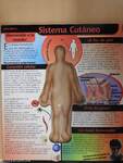 El cuerpo humano