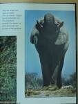 Africa's Animal Giants