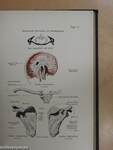 Plastische Anatomie des Menschen