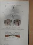 Die Gynäkologischen Operationen und ihre Topographisch-anatomischen Grundlagen