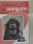 Rokonunk: az orangután