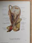 Az ember anatómiájának atlasza III. (töredék)