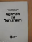 Agamen im Terrarium